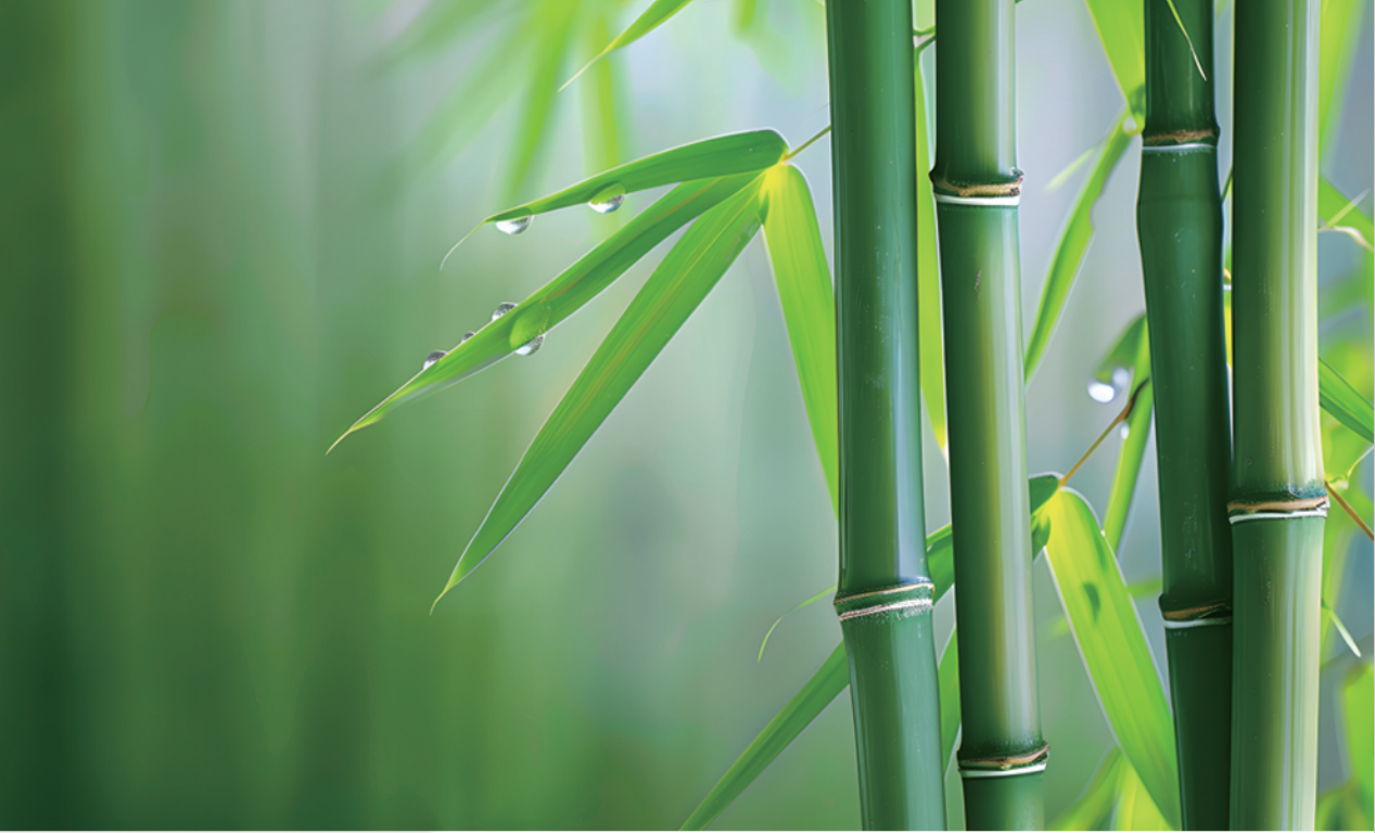 張?chǎng)卧洪L(zhǎng)發(fā)明的無機(jī)膠復(fù)合竹材料與結(jié)構(gòu)，為竹材在建筑結(jié)構(gòu)中的應(yīng)用帶來新突破